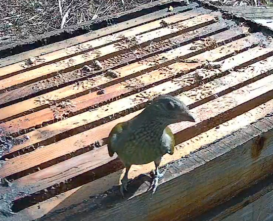 Scaly-throated Honeyguide (Indicator variegatus), photo 5