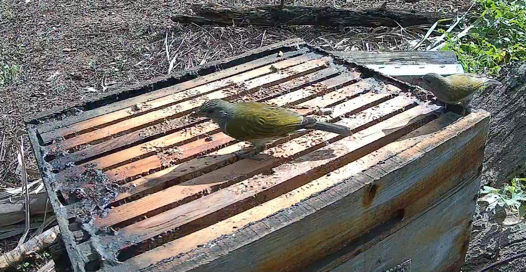 Scaly-throated Honeyguide (Indicator variegatus), photo 7