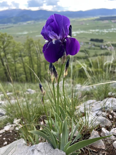 Iris pallida