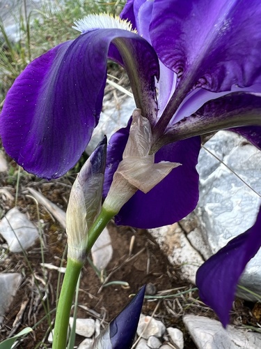 Iris pallida