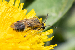 Tenthredo talyshensis