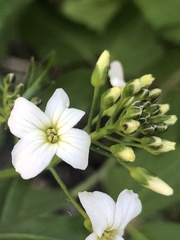 Cardamine angulata