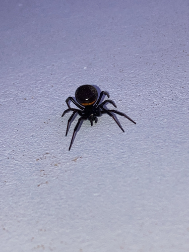 Mediterranean false black widow