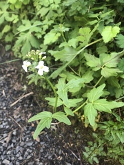 Cardamine angulata