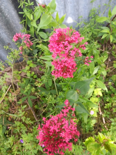 Red Valerian
