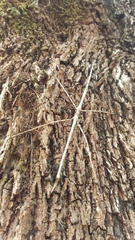 Phasmotaenia