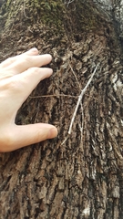Phasmotaenia