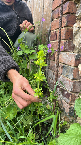 Crosswort