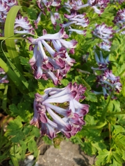 Corydalis incisa