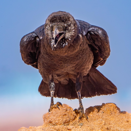 Brown-necked Raven