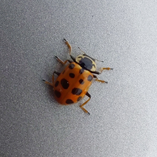 Thirteen-spotted Lady Beetle (Hippodamia tredecimpunctata), a species recorded in Alaska
