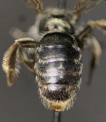 Andrena submoesta