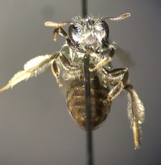 Andrena submoesta