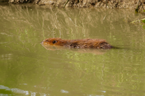 animal observation 2