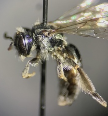 Andrena submoesta