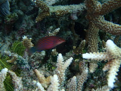 Pseudocheilinus hexataenia