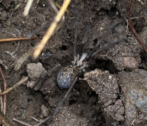 Giant House Spider photo 5