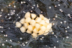 Volutharpa ampullacea