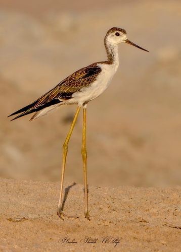 Black-winged Stilt