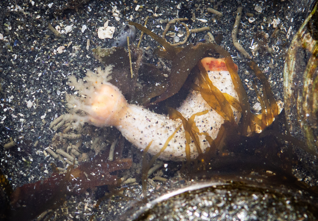 False White Sea Cucumber