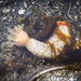 False White Sea Cucumber - Photo (c) Nicole LaRoche, some rights reserved (CC BY-NC), uploaded by Nicole LaRoche