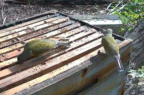 Lesser Honeyguide (Indicator minor), photo 5