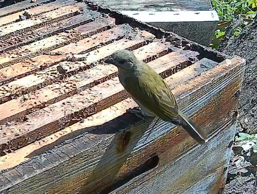 Lesser Honeyguide (Indicator minor), photo 4