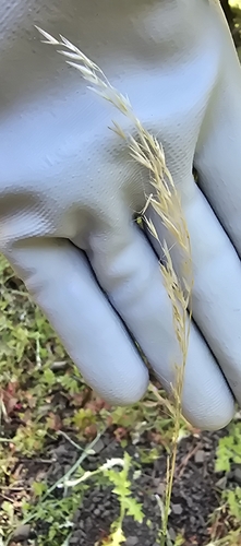 Graphephorum canescens observed 2026-05-19