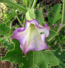 Datura quercifolia