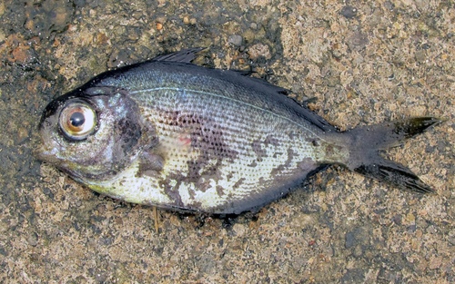 Psenes cyanophrys observed 2012-01-07