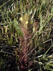 Castilleja rubicundula lithospermoides