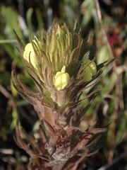 Castilleja rubicundula lithospermoides