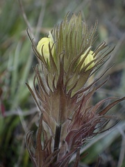 Castilleja rubicundula lithospermoides