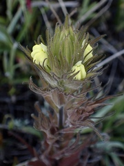 Castilleja rubicundula lithospermoides