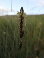 Carex serratodens