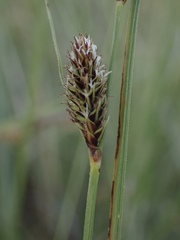 Carex serratodens