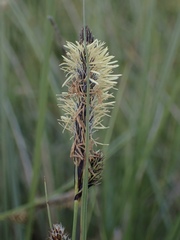 Carex serratodens