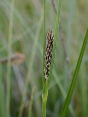 Carex serratodens