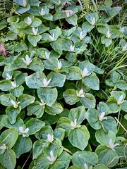 Trillium albidum parviflorum