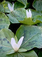 Trillium albidum parviflorum
