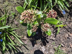 Skimmia