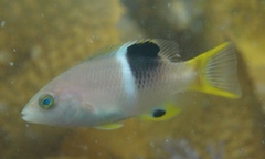 Bodianus perditio