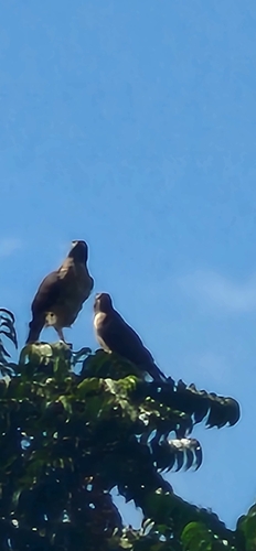 Roadside Hawk