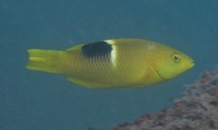 Bodianus perditio
