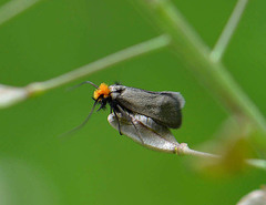 Cauchas rufifrontella