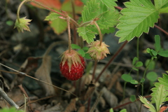 Fragaria orientalis