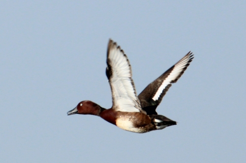 Fuligule nyroca