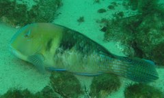 Choerodon cephalotes