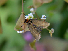 Cauchas rufifrontella