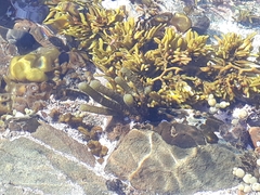 Splachnidium rugosum